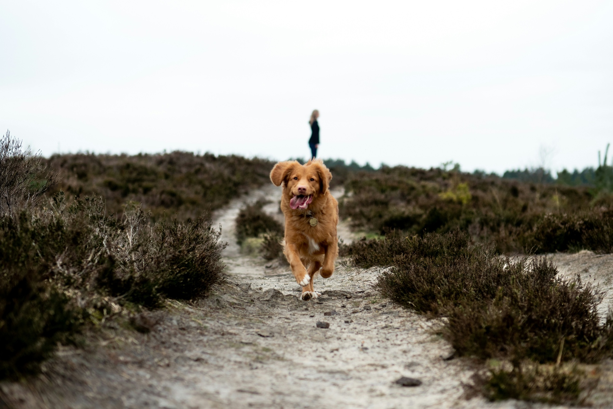 Happy dogs on a walk